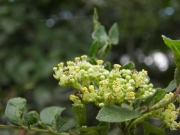 イヌザンショウの花