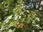 キリの花芽と果実