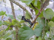 ヤブマオウの葉を食べるフクラスズメの幼虫