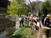 ヒシの観察風景