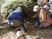 エノキの根元でのゴマダラチョウの幼虫探し