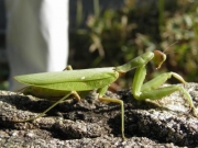 ハラビロカマキリ