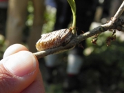 左のカマキリが産んだ卵のう