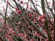 ハナノキ(植栽)の雄花の開花