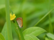 ベニシジミの成虫