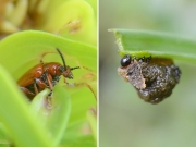ユリナガクビハムシの幼虫と成虫