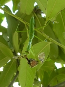 カマキリのお食事