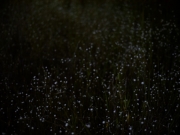 夜のシラタマホシクサは地上の天の川