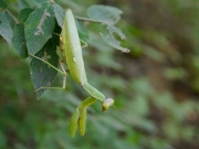 ハラビロカマキリ