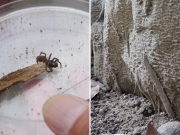 ジグモの巣(右)と成体(左)