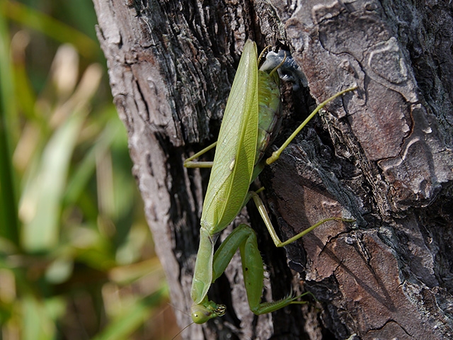 ハラビロカマキリの産卵