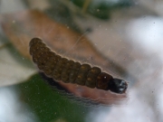 オバボタルの幼虫