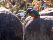 和風庭園池のカワセミ