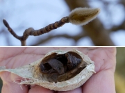 コブシの冬芽とガの抜け殻