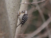 カマキリの卵を食べるコゲラ