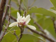 オガタマノキの花