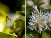 フッキソウの果実と雄花