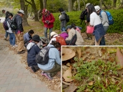 カラクサナズナ(帰)を観察