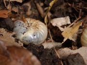 カブトムシの幼虫