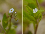 キュウリグサ(左)とハナイバナ(右)