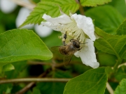 クサイチゴの花とニホンミツバチ