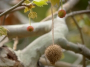 スズカケノキの花と果実