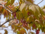 ハナノキの雌花「花かんざし」