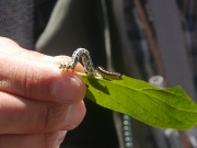 ヒョウモンエダシャクとハバチの幼虫