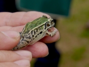 トノサマガエルとナゴヤダルマガエルの両方の特徴を持つカエル