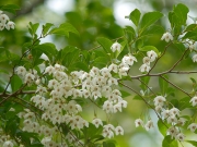 エゴノキの花