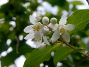 「夏は来ぬ」に唄われている「卯の花」