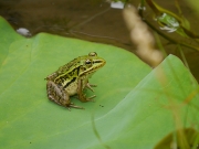 トノサマガエル