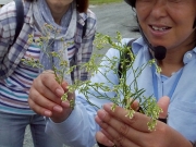 オオアレチノギクとヒメムカシヨモギの違いを解説