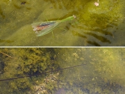 ハリガネムシに寄生されたカマキリ(上)とハリガネムシ(下)