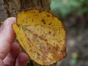 カツラの葉の自己分解