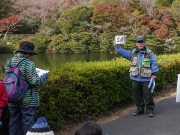 準絶滅危惧ⅠA類マツカサガイの解説