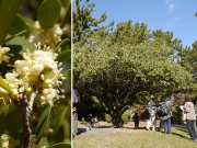 ヒイラギと香り立つヒイラギの花