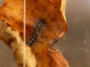 クワゴマダラヒトリの幼虫