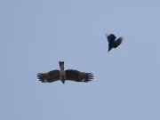 トビとカラスのドッグファイト