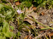 アフリカヒメアヤメの開花