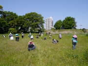 草原で何種の植物が見つかるかな？