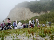 コウボウムギと浜の植物観察