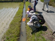 田んぼの水路で生き物探し