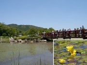 アサザなどの池の植物の解説