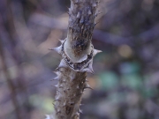 タラノキの芽鱗痕