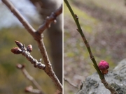 サクラとウメの芽の付き方の違い