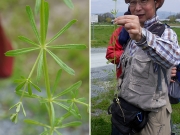 葉っぱは何枚？ヤエムグラ