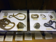 フリーズドライで作られたヘビの標本