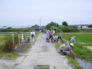 田んぼの生き物探し