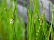 カンガレイの雌性期と雄性期